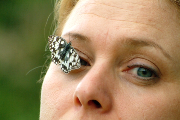 Melanargia russiae